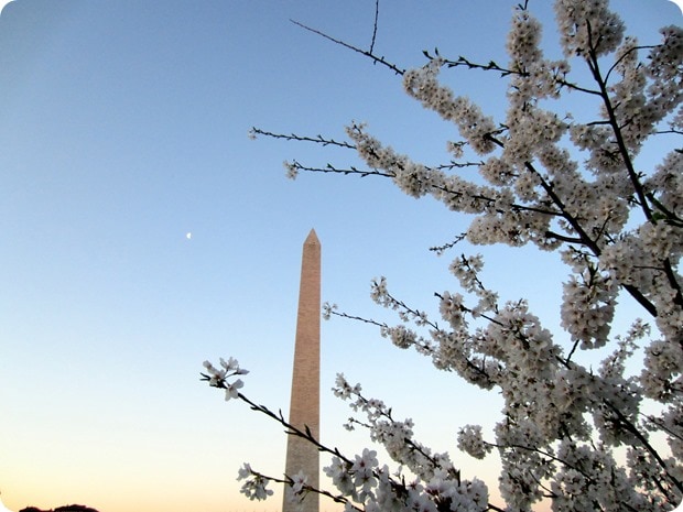 cherry blossoms washington monument