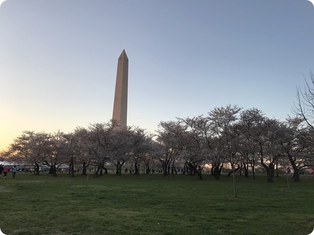 cherry blossom 10 miler 2017