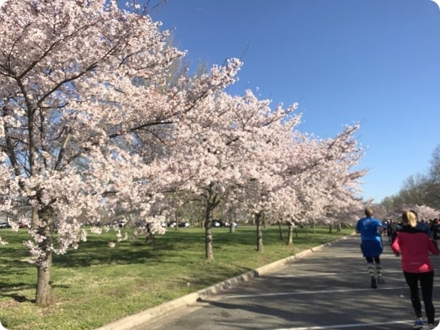 cherry blossom 10 miler 2017 race