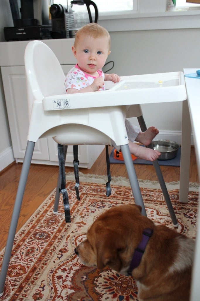 get a dog for baby led weaning clean up