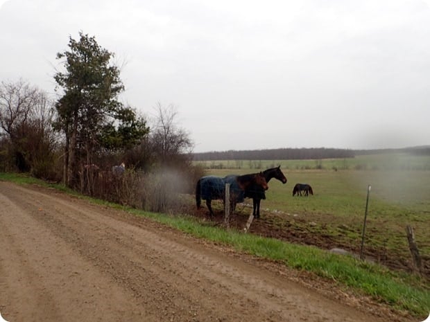 middlebury horses